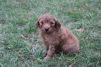 Mini Goldendoodle