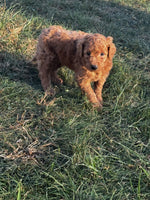 Mini Goldendoodle