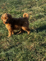  Mini Goldendoodle