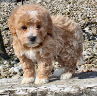 Mini Goldendoodle