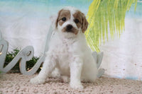 Mini Goldendoodle