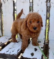 Mini Goldendoodle