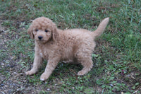 Mini Goldendoodle