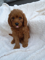 Mini Goldendoodle