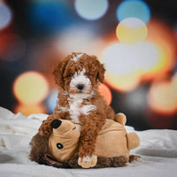 Mini Goldendoodle