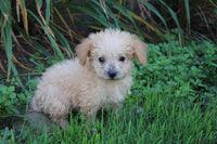 Mini Goldendoodle