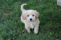 Mini Goldendoodle