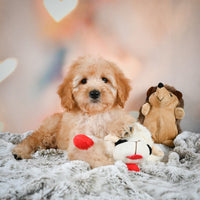 Mini Goldendoodle