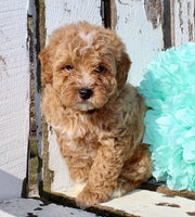 Mini Goldendoodle