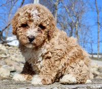 Mini Goldendoodle