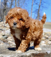 Mini Goldendoodle