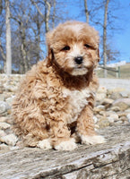 Mini Goldendoodle