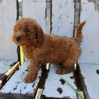 Mini Goldendoodle