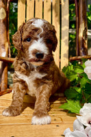 Mini Goldendoodle