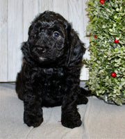 Mini Labradoodle
