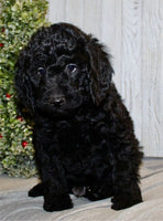 Mini Labradoodle