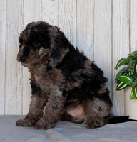 Mini Labradoodle