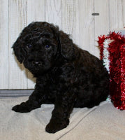Mini Labradoodle 