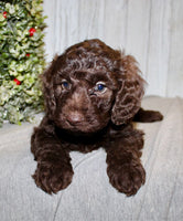 Mini Labradoodle