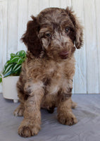 Mini Labradoodle