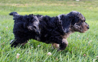 Mini Labradoodle