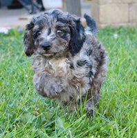 Mini Labradoodle