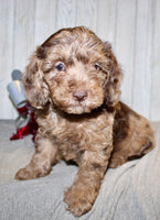 Mini Labradoodle