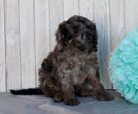 Mini Labradoodle