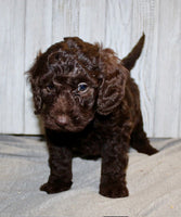 Mini Labradoodle