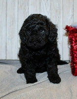 Mini Labradoodle 