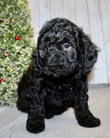 Mini Labradoodle