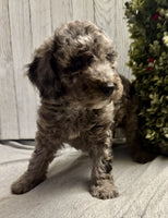 Mini Labradoodle