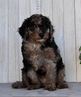 Mini Labradoodle