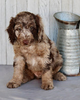 Mini Labradoodle