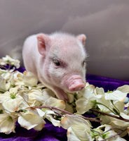 Mini Pot Belly Pig