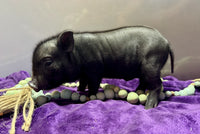 Mini Pot Belly Pig