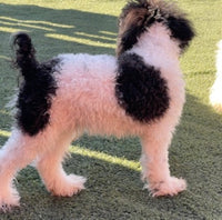 Mini Poodle