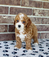 Mini Poodle