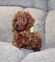 Mini Poodle