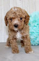  Mini Poodle 