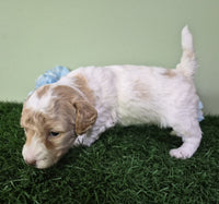 Mini Poodle