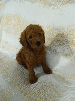 Mini Poodle