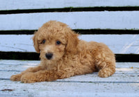Mini Poodle