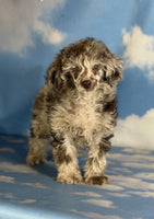 Mini Poodle