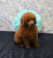 Mini Poodle