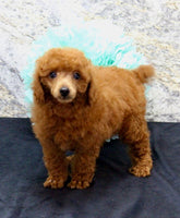 Mini Poodle