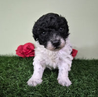 Mini Poodle