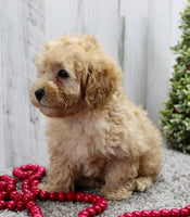 Mini Poodle