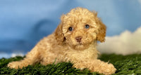 Mini Poodle