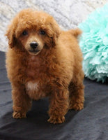 Mini Poodle